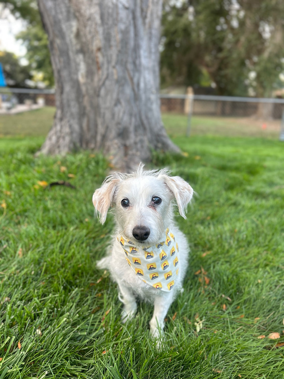 Colorado Dog Bandana