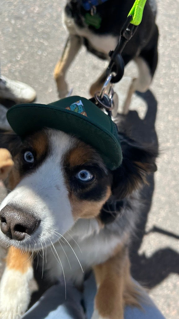 Dog wearing a green cap with a logo on a leash