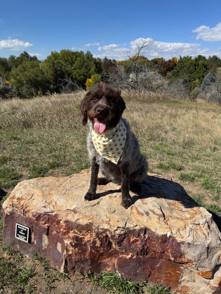 Colorado Dog Bandana