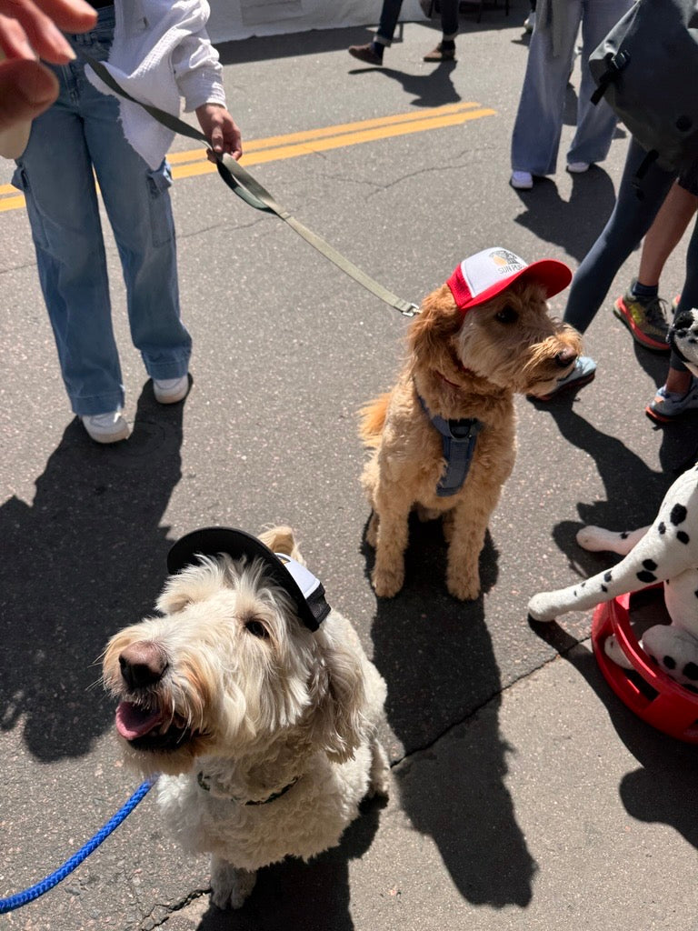 Two dogs wearing hats on a street with people walking by