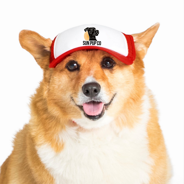 Sun Pup CO Dog Hat