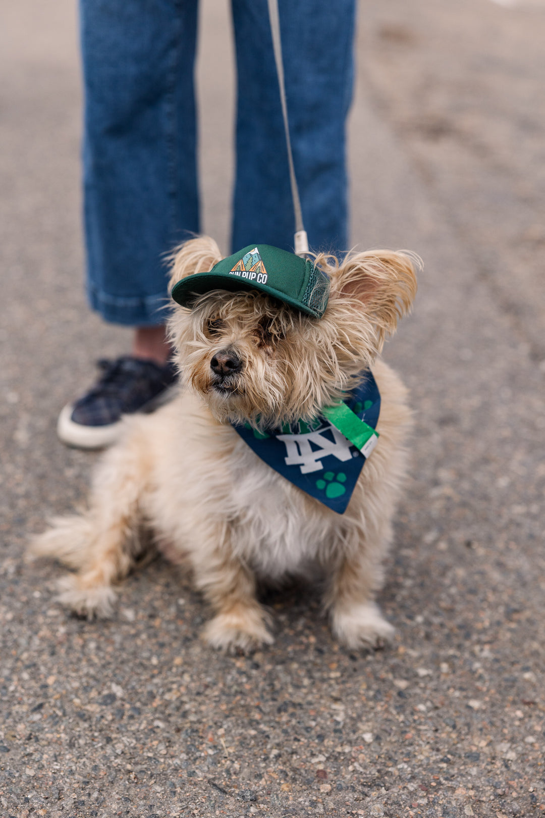 Small dog wearing a green cap and bandana on a leash, standing on a pavement.
